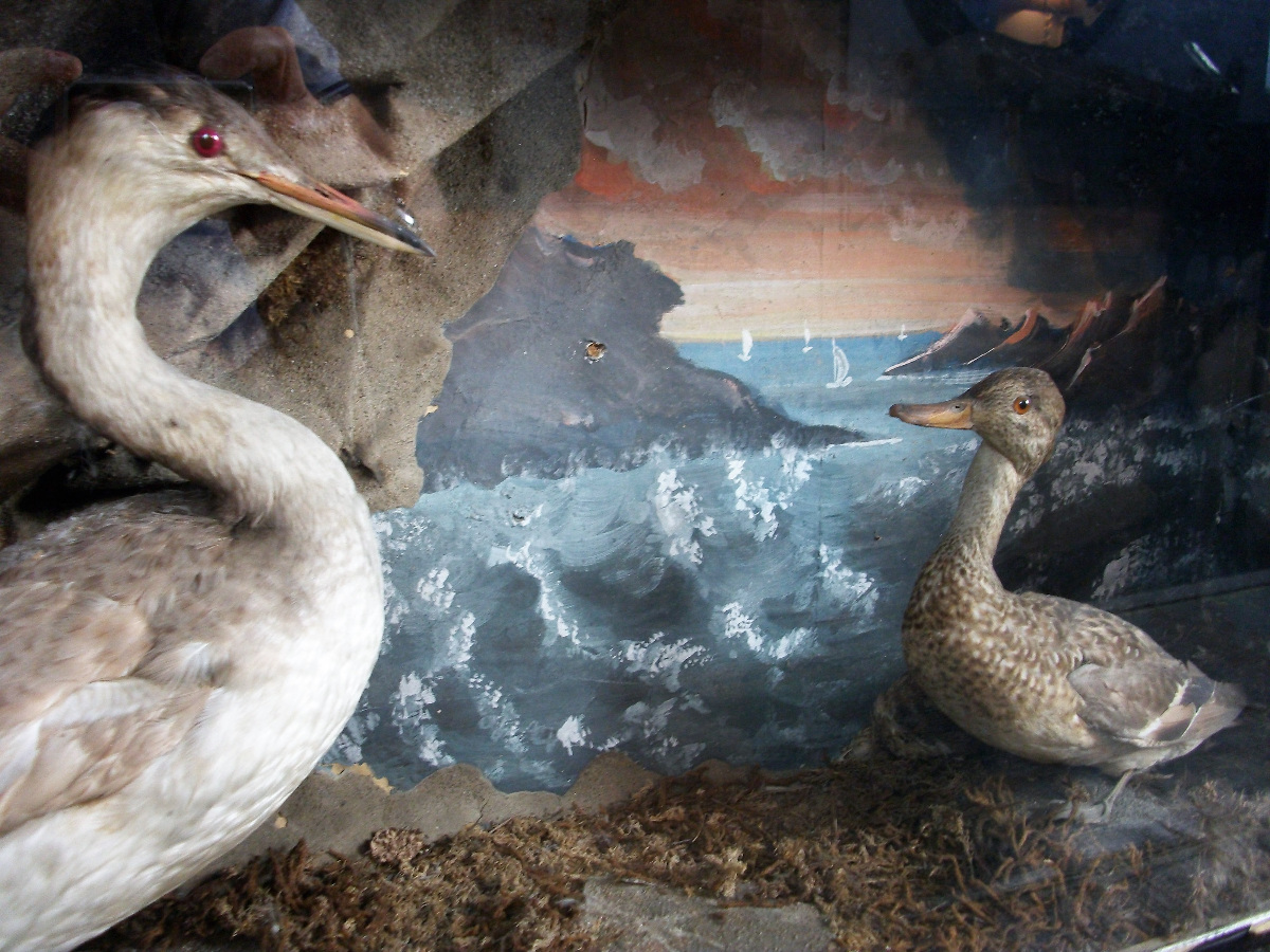 taxidermy  diorama of a Great Crested Grebe and a Teal.